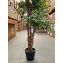 Ver imagem 5 de Ficus Variegata Permanente Árvore Realista Planta com 1.70m