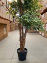 Ver imagem 2 de Ficus Variegata Permanente Árvore Realista Planta com 1.70m