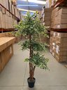 Ver imagem 3 de Ficus Variegata Permanente Árvore Realista Planta com 1.70m