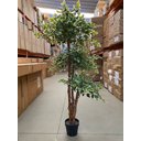 Ver mais imagens de Ficus Variegata Permanente Árvore Realista Planta com 1.70m