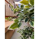 Ver imagem 7 de Ficus Variegata Permanente Árvore Realista Planta com 1.70m