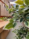 Ver imagem 7 de Ficus Variegata Permanente Árvore Realista Planta com 1.70m
