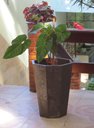 Ver imagem 5 de Vaso Planta 65x50 Oitavado Rústico Polietileno - MARROM CAFE 003