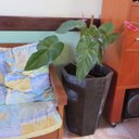 Ver imagem 6 de Vaso Planta 65x50 Oitavado Rústico Polietileno - MARROM CAFE 003