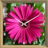Relógio de Parede Personalizado Flor Margarida Barberton 30x30cm - 1