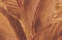 Ver imagem 3 de Papel de Parede Folhagem Injetado - Pp277-2 Rolo de 5m2