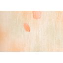 Ver imagem 2 de Papel de Parede Floral Tulipas Landscape - Pp207 Rolo de 5m2