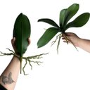 Ver imagem 5 de 7 Folhas Decorativas Orquídea Artificial Silicone Toque Natural Modelo Premium com Raiz 25cm