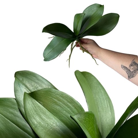 7 Folhas Decorativas Orquídea Artificial Silicone Toque Natural Modelo Premium com Raiz 25cm