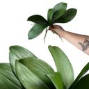Ver imagem 1 de 7 Folhas Decorativas Orquídea Artificial Silicone Toque Natural Modelo Premium com Raiz 25cm
