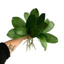 Ver imagem 4 de 7 Folhas Decorativas Orquídea Artificial Silicone Toque Natural Modelo Premium com Raiz 25cm
