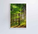 Ver imagem 4 de Quadro Árvore Verde 2 - 80x120 Cm - Vidro Impresso