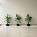 Ver mais imagens de 10 Arbustos Grande Artificial 95cm Decoração Moderna Sofisticada Atacado Planta Verde