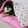 Edredom Pet Cachorro Gato Fofura Dupla Face - Ursos - Rosa - Amour Pet - 5