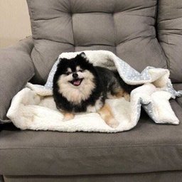 Edredom Pet Cachorro Gato Fofura Carapinha - Cinza Poá - Amour Pet - 4