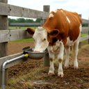 Ver imagem 4 de Bebedouro Automático Inox para Animais Cães Cavalo 3 Litros