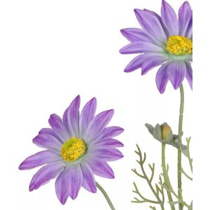 Flor Margarida Real Toque C/flocked Rosa Claro - 62cm