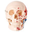 Ver imagem 4 de Crânio Humano Numerado Origens Inserções Musculares 2 Partes