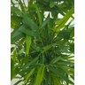 Planta Artificial Árvore Bambu Japonês 1,60 Metros de Altura - 2