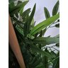 Planta Artificial Árvore Bambu Japonês 1,60 Metros de Altura - 3