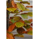 Ver imagem 3 de Planta Artificial Árvore CROTON OUTONO 1,60 metros de altura