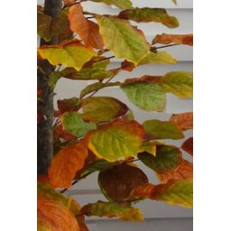Planta Artificial Árvore CROTON OUTONO 1,60 metros de altura - 3