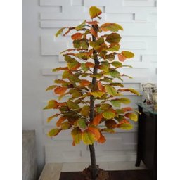 Planta Artificial Árvore CROTON OUTONO 1,60 metros de altura - 1