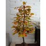 Planta Artificial Árvore CROTON OUTONO 1,60 metros de altura - 1