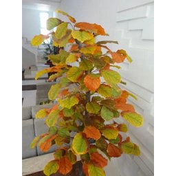 Planta Artificial Árvore CROTON OUTONO 1,60 metros de altura - 4