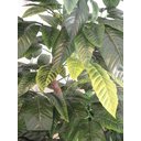 Ver imagem 3 de Planta Artificia Árvore CROTON VARIEGATA 1,60 metros de altura