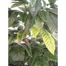 Planta Artificia Árvore CROTON VARIEGATA 1,60 metros de altura - 3