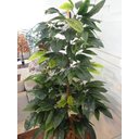 Ver imagem 5 de Planta Artificia Árvore CROTON VARIEGATA 1,60 metros de altura