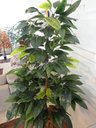 Ver imagem 4 de Planta Artificia Árvore Croton Variegata 1,60 Metros de Altura
