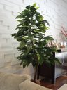 Ver imagem 1 de Planta Artificia Árvore Croton Variegata 1,60 Metros de Altura