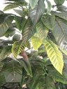 Ver imagem 3 de Planta Artificia Árvore Croton Variegata 1,60 Metros de Altura