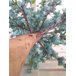 Planta Artificial Árvore Pessegueiro Azul Tiffany 1,60 metros de altura - 2