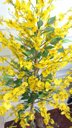 Ver imagem 2 de Planta Artificial Árvore CHUVA DE OURO com 1,60 metros de altura