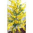 Ver imagem 2 de Planta Artificial Árvore CHUVA DE OURO com 1,60 metros de altura