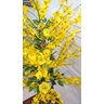 Planta Artificial Árvore CHUVA DE OURO com 1,60 metros de altura - 4