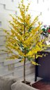 Ver imagem 3 de Planta Artificial Árvore CHUVA DE OURO com 1,60 metros de altura