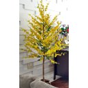 Ver imagem 3 de Planta Artificial Árvore CHUVA DE OURO com 1,60 metros de altura