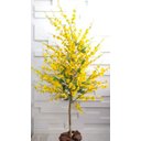 Ver imagem 1 de Planta Artificial Árvore CHUVA DE OURO com 1,60 metros de altura