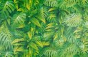 Ver imagem 2 de Papel de Parede Folhas Tropicais - Pp320 Rolo de 16m2