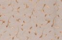 Ver imagem 2 de Papel de Parede Folhas Carnival - Pp076-1 Rolo de 16m2