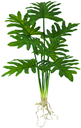 Ver imagem 1 de PLANTA ÁRVORE ARTIFICIAL IMBÉ LUXO C/RAIZ 66CM VERDE