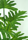 Ver imagem 2 de PLANTA ÁRVORE ARTIFICIAL IMBÉ LUXO C/RAIZ 66CM VERDE