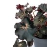 Begonia 'dark Mambo' - 2