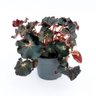 Begonia 'dark Mambo' - 1