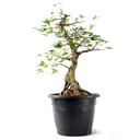 Ver imagem 4 de Pré-bonsai Acer Tridente 15 Anos