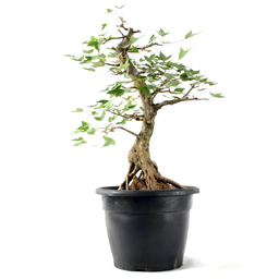 Pré-bonsai Acer Tridente 15 Anos - 4